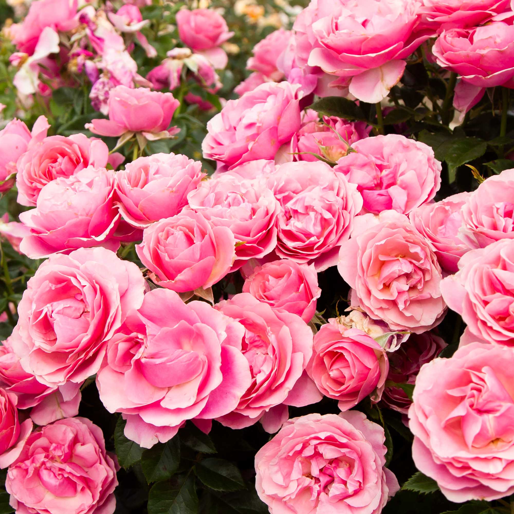 All Dressed Up™