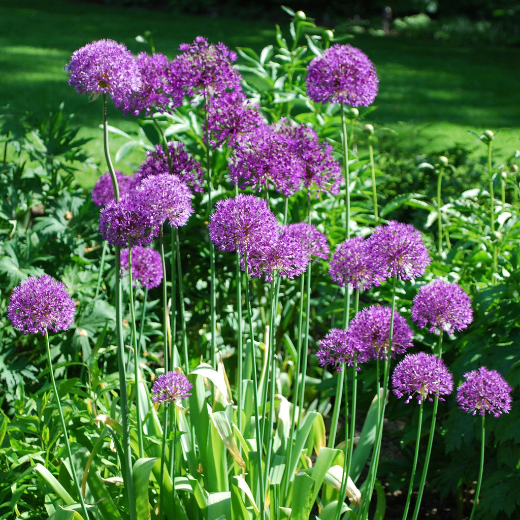 Purple Sensation