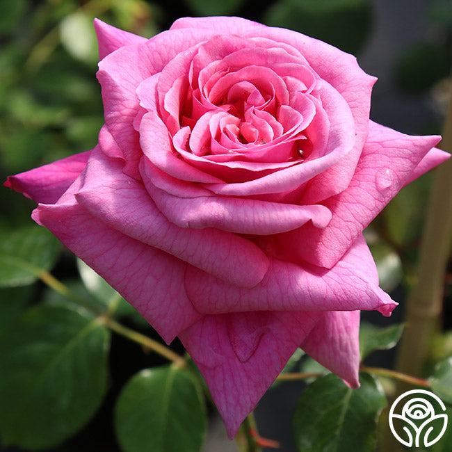 Fragrant Pink Climber Collection II – Heirloom