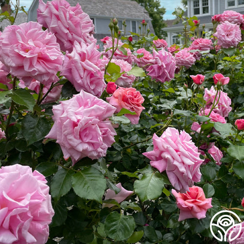 Aloha Climbing Rose