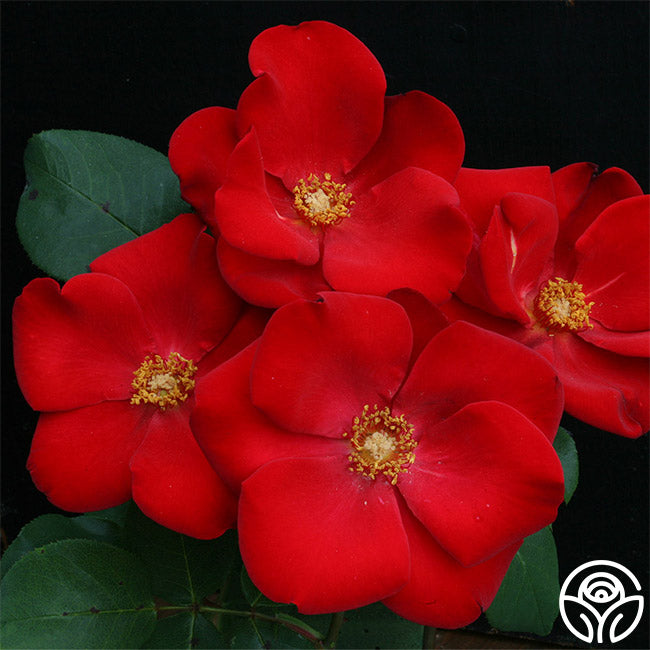 altissimo rose for sale Altissimo®