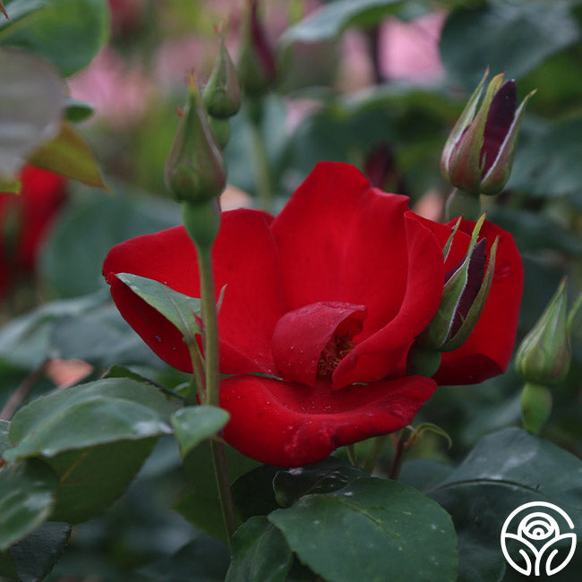 rose altissimo Altissimo®