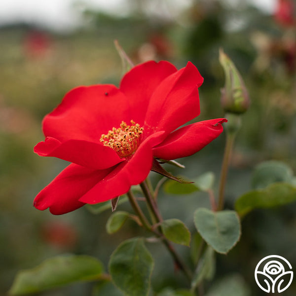 altissimo rose Altissimo®