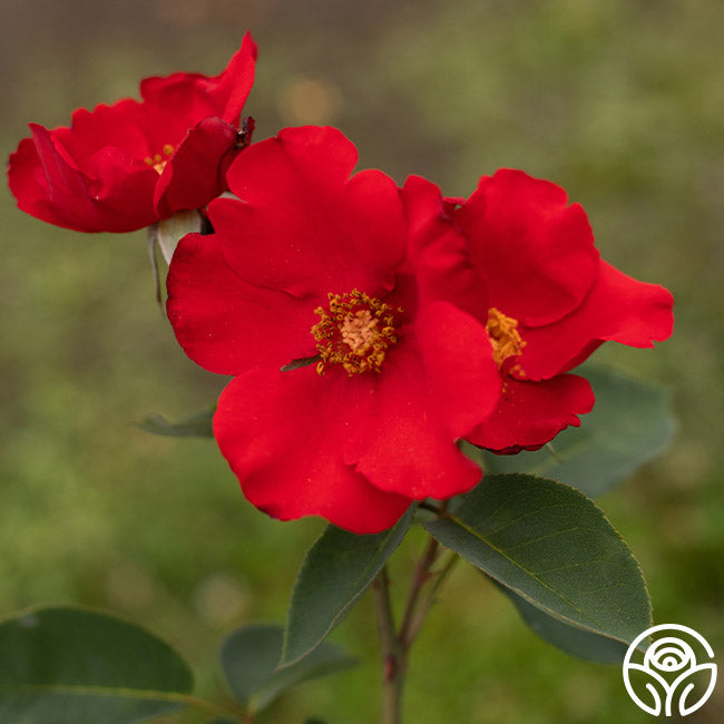 altissimo rose for sale Altissimo®