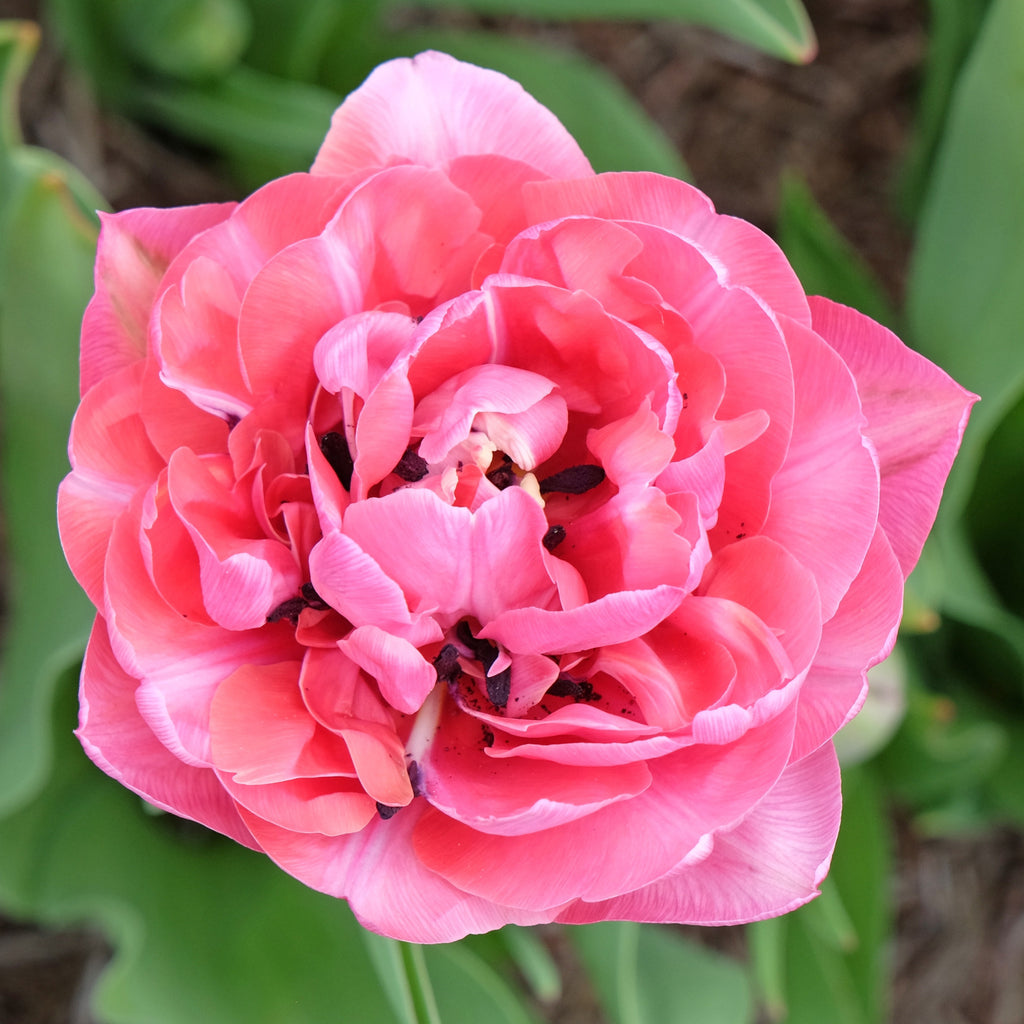 Amazing Grace Tulip