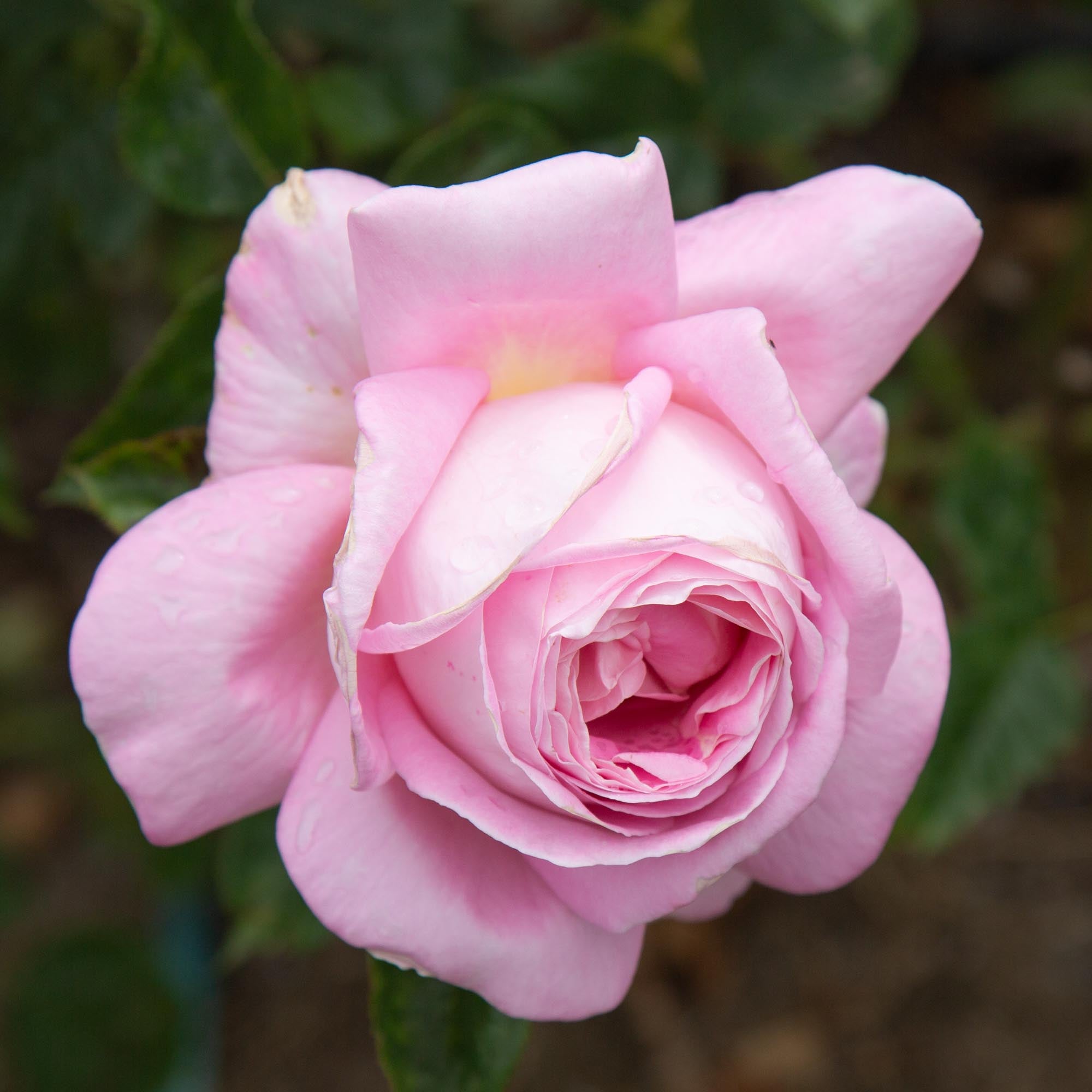 アメイジンググレイス Amazing Grace Shrub Rose | Fragrant Rose Bush – Heirloom