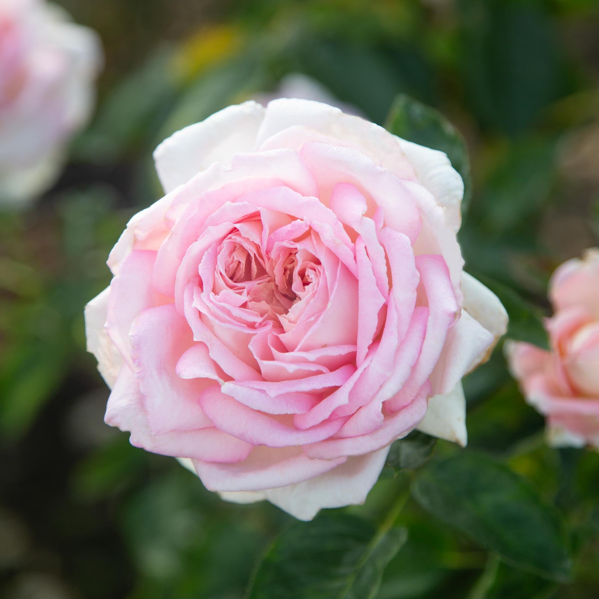 Amazing Grace Shrub Rose | Fragrant Rose Bush – Heirloom