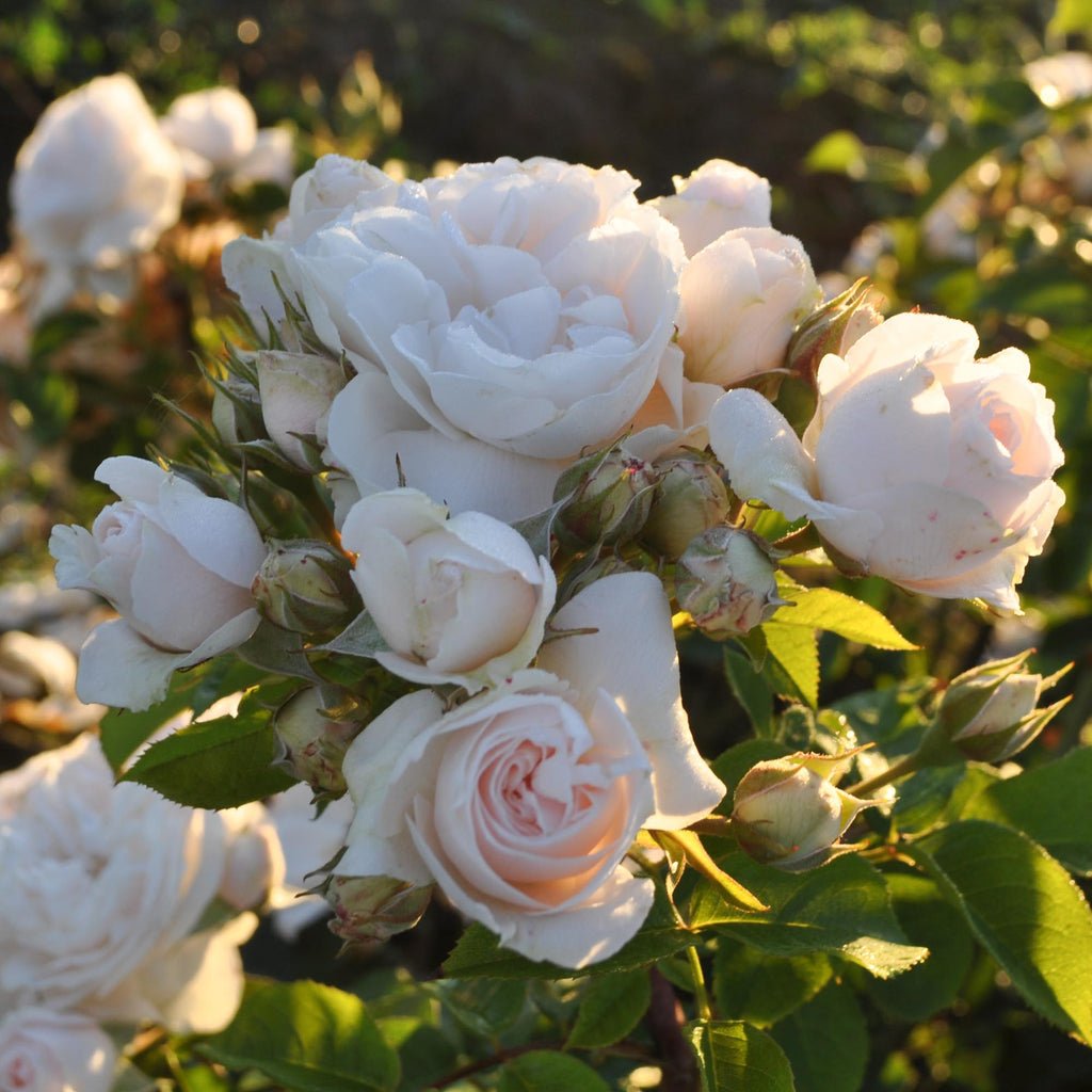 Amber Abundance®