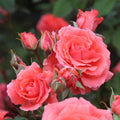 America™