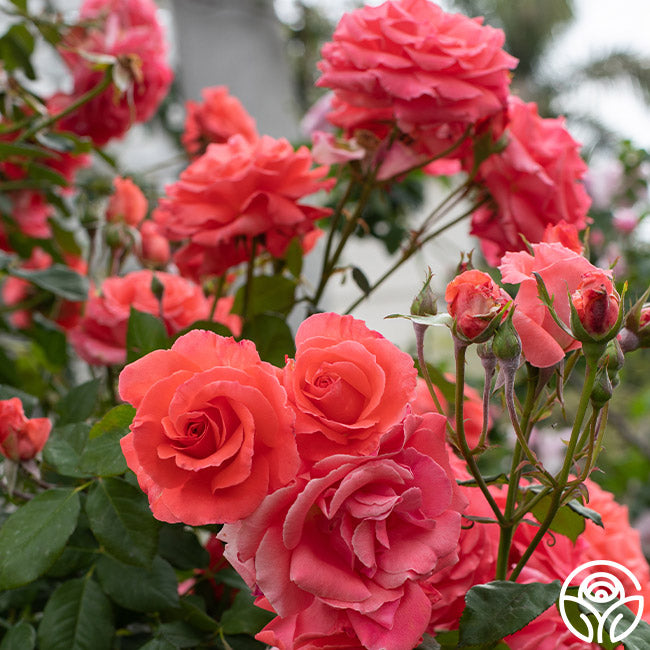 American Fresh Roses America Rose - Climbing Roses - Very Fragrant – Heirloom Roses