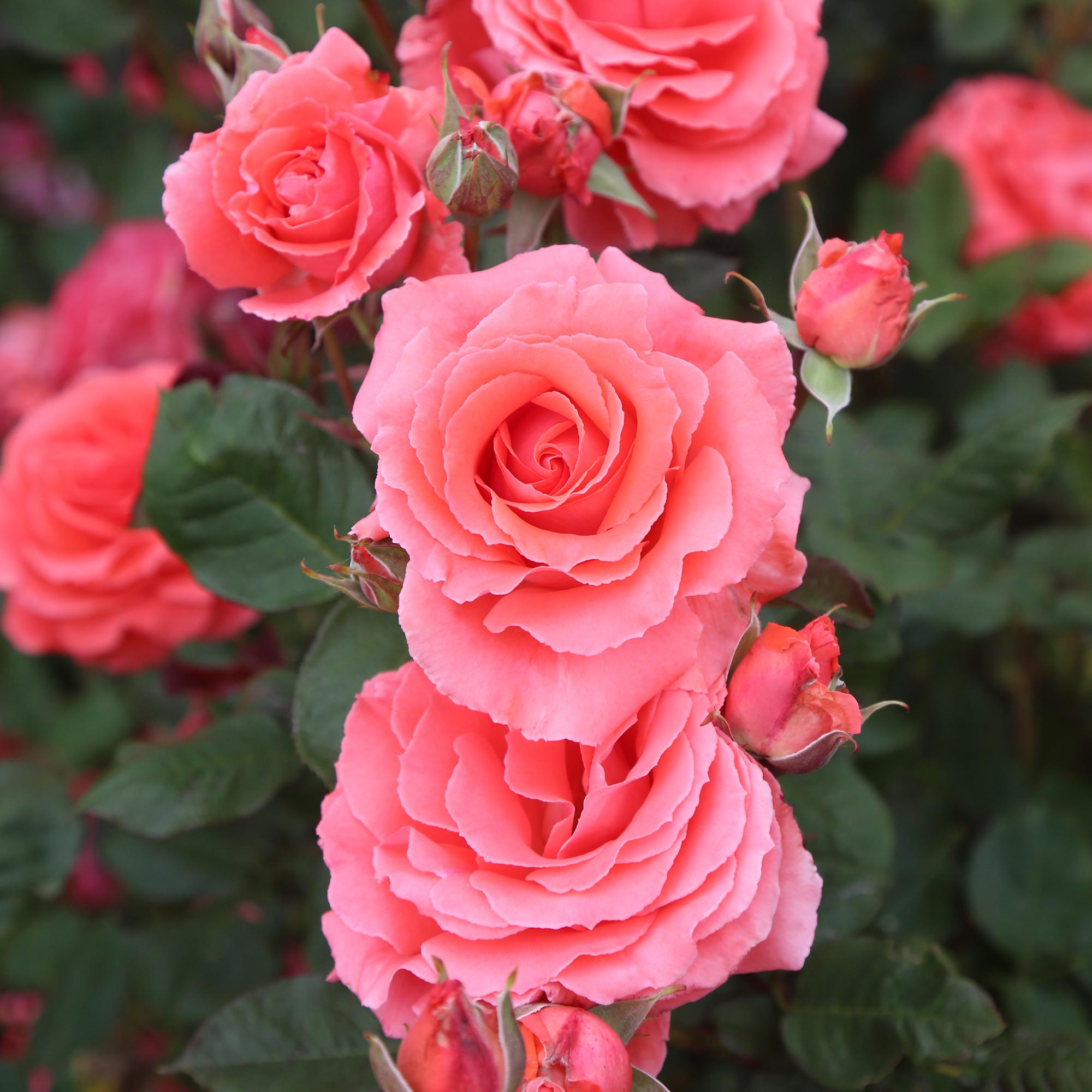 America™