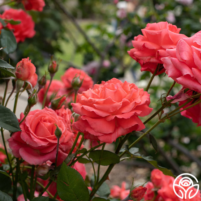 America Rose - Climbing Roses - Very Fragrant – Heirloom Roses