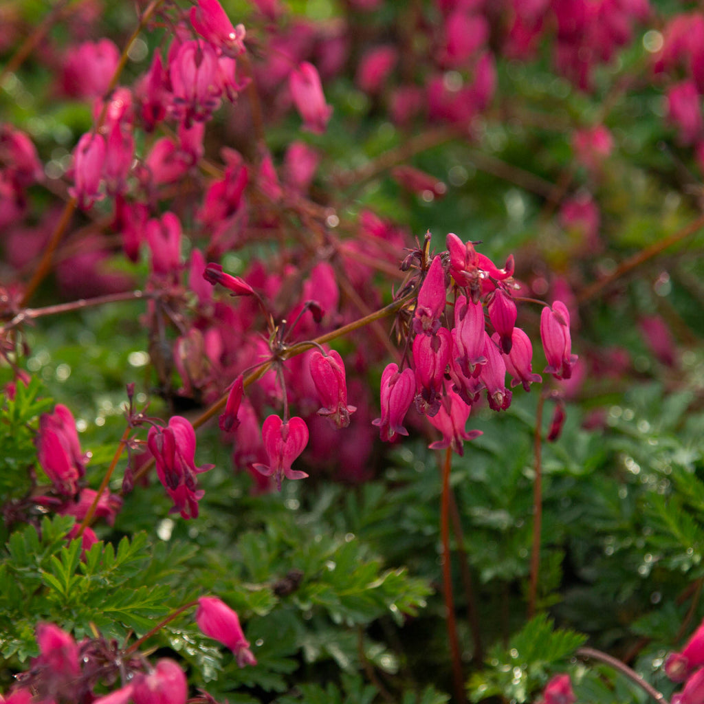 Amore Rose
