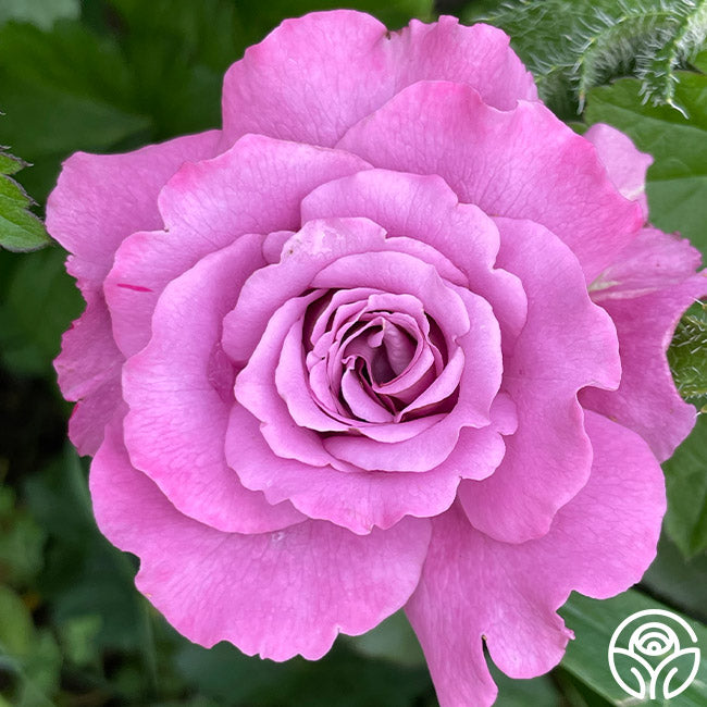 Angel Face Rise Angel Face Rose - Floribunda - Exceptionally Fragrant – Heirloom Roses