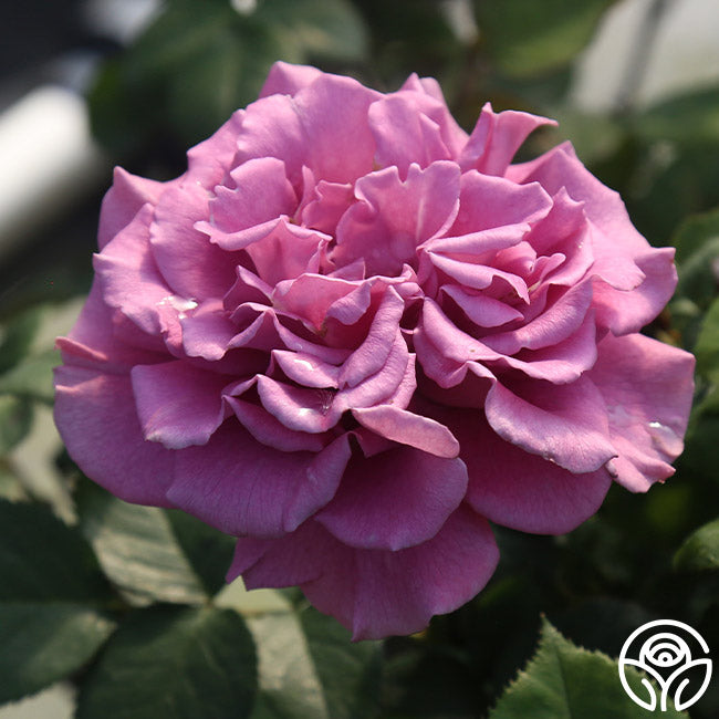 Angel Face Rise Angel Face Rose - Floribunda - Exceptionally Fragrant – Heirloom Roses