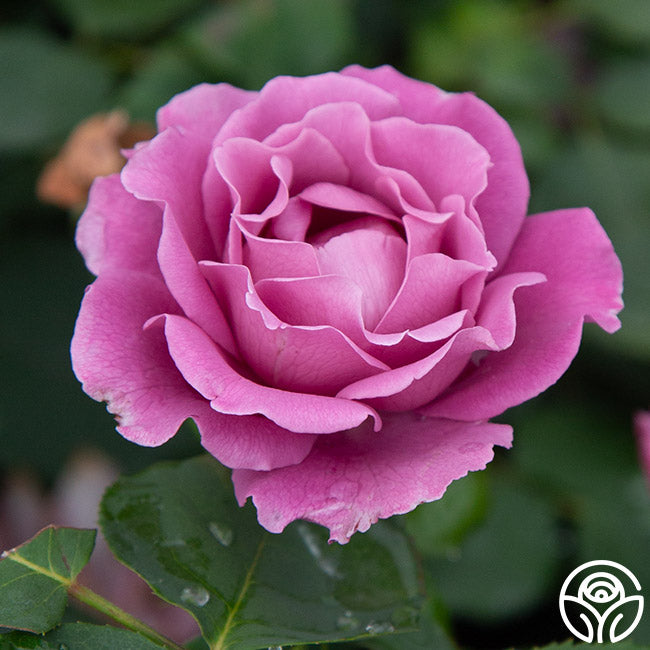 Angel Face Rise Angel Face Rose - Floribunda - Exceptionally Fragrant – Heirloom Roses