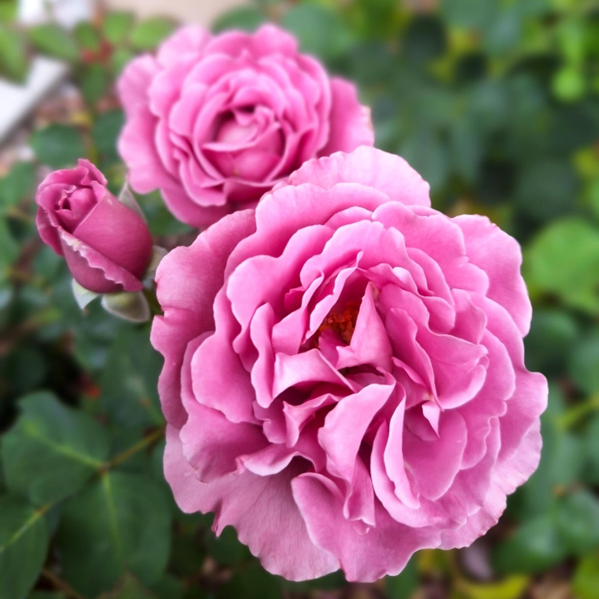 Angel Face Rise Angel Face Floribunda Rose | Fragrant Rose Plant – Heirloom
