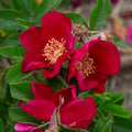 Ann Endt
