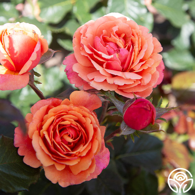 Promise Me Grandiflora in Rose Promise Me Grandiflora in Rose