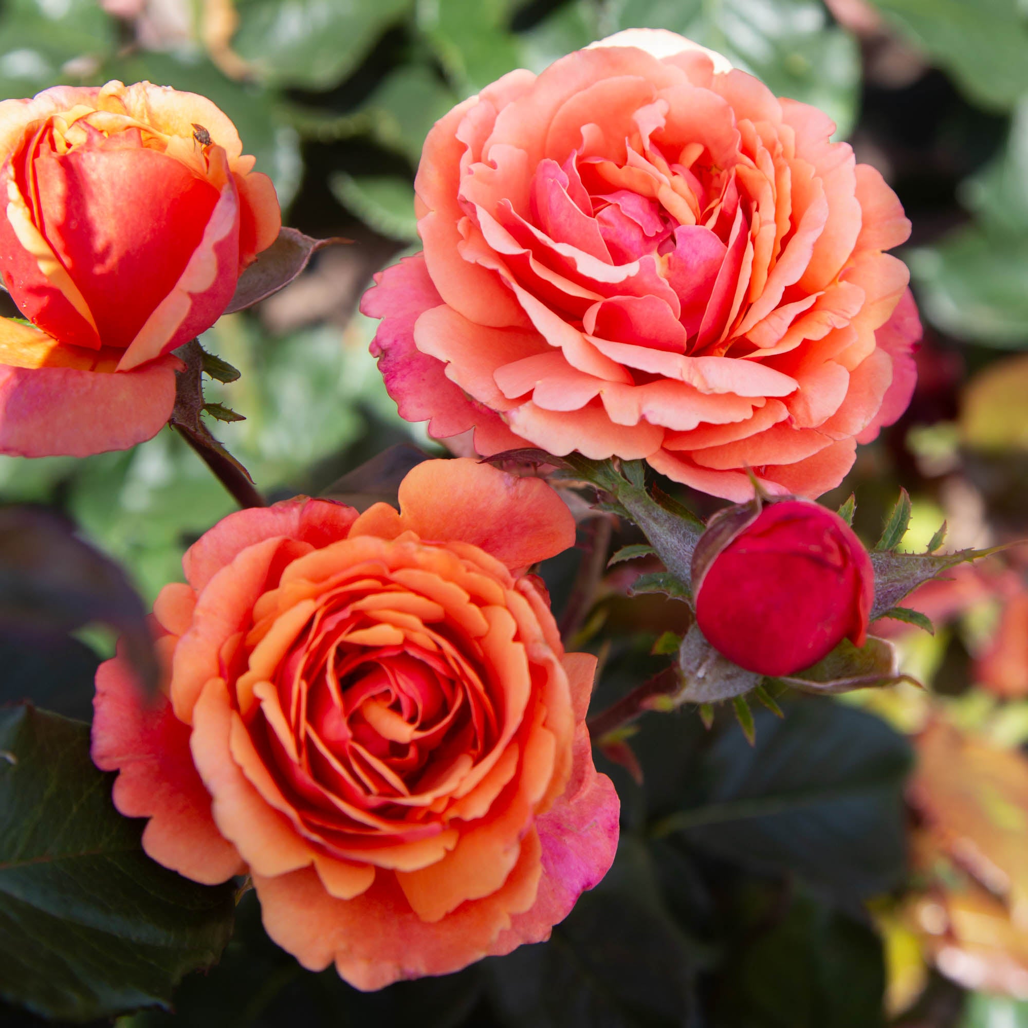 Anna's Promise Grandiflora Rose | Colorful Rose Plant – Heirloom