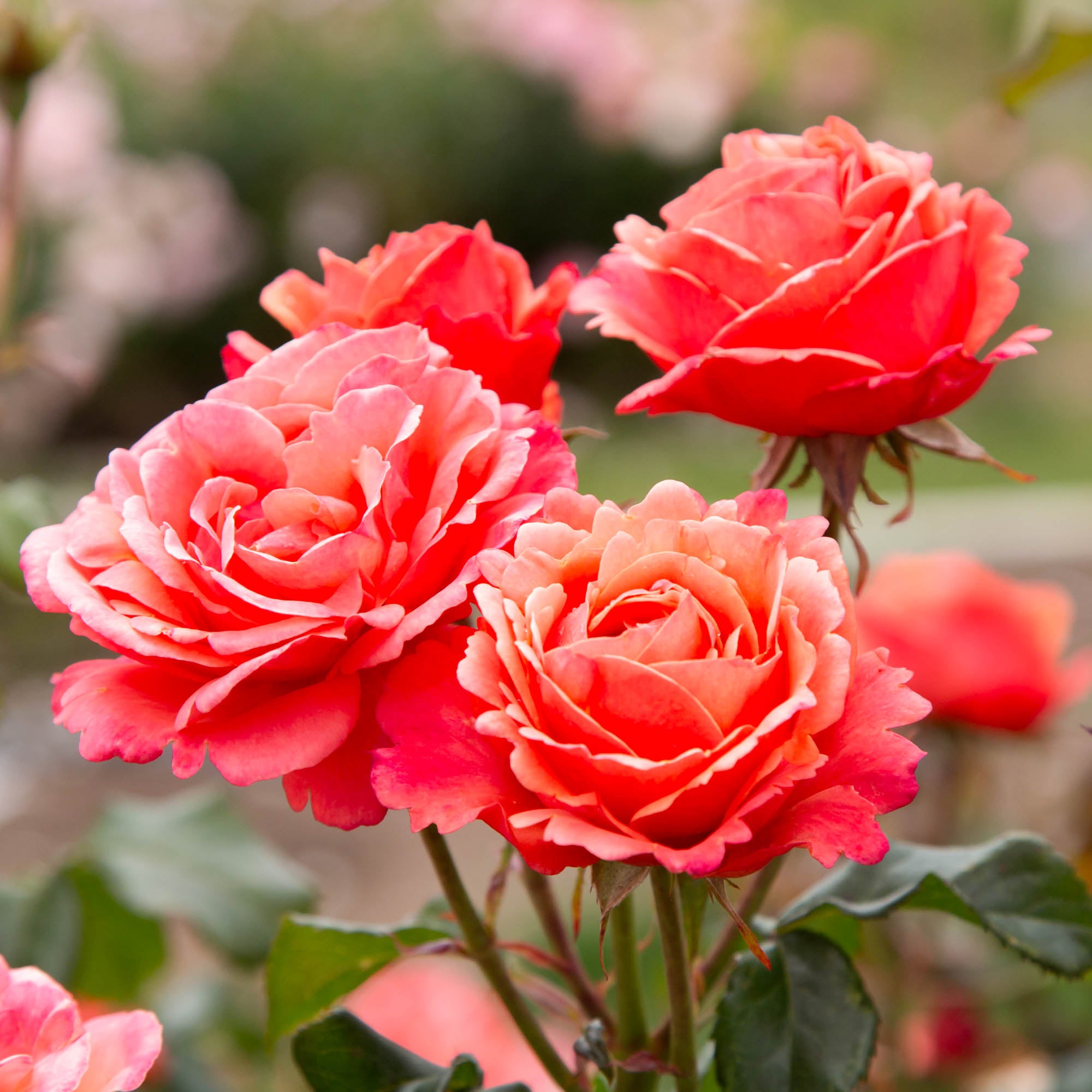 Anna's Promise Grandiflora Rose | Colorful Rose Plant – Heirloom