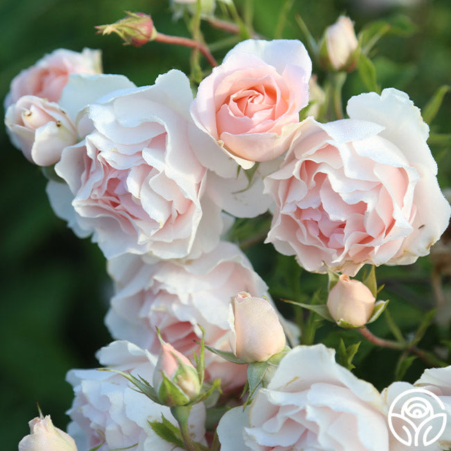 Anne Hathaway Floribunda Rose | Fragrant Rose Bush – Heirloom Roses