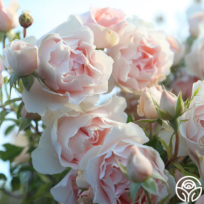 Anne Hathaway Floribunda Rose | Fragrant Rose Bush – Heirloom