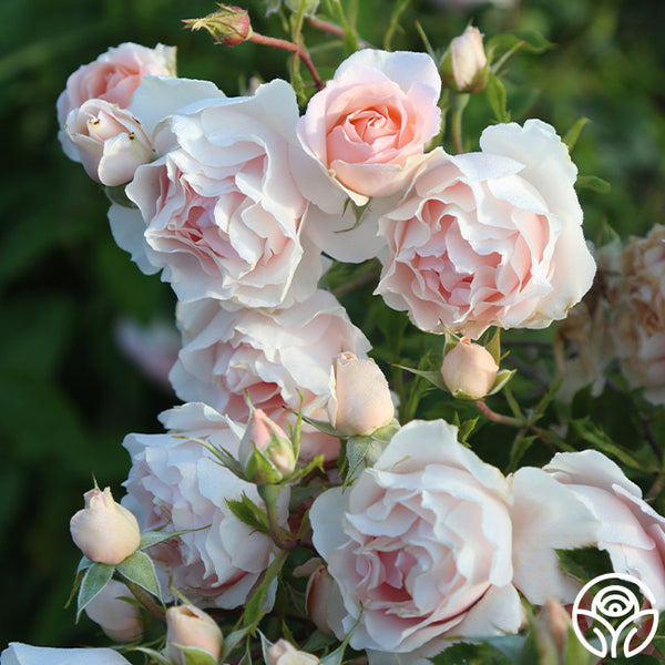 Anne Hathaway Floribunda Rose | Fragrant Rose Bush – Heirloom