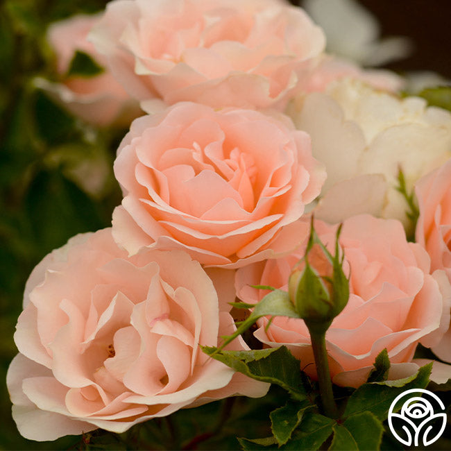 Anne Hathaway Floribunda Rose | Fragrant Rose Bush – Heirloom