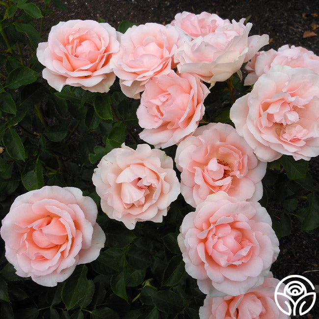 Anne Hathaway Floribunda Rose | Fragrant Rose Bush – Heirloom Roses
