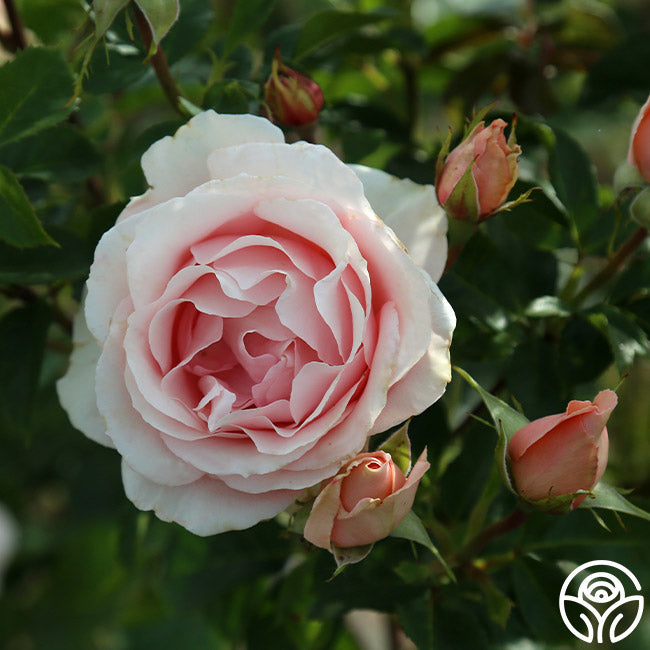 Anne Hathaway Floribunda Rose | Fragrant Rose Bush – Heirloom
