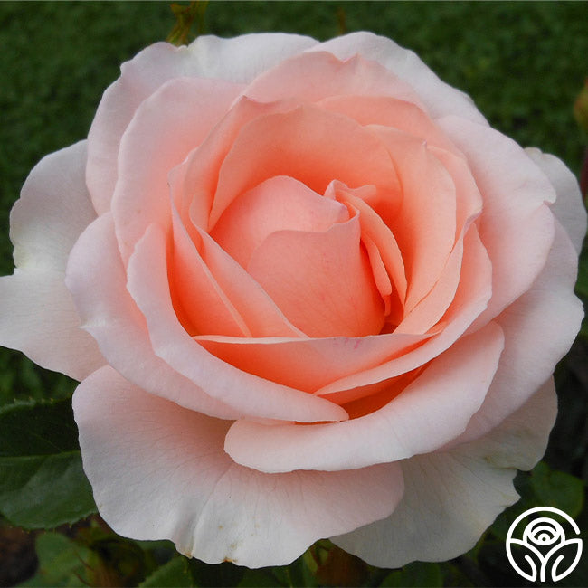 Anne Hathaway Floribunda Rose | Fragrant Rose Bush – Heirloom Roses
