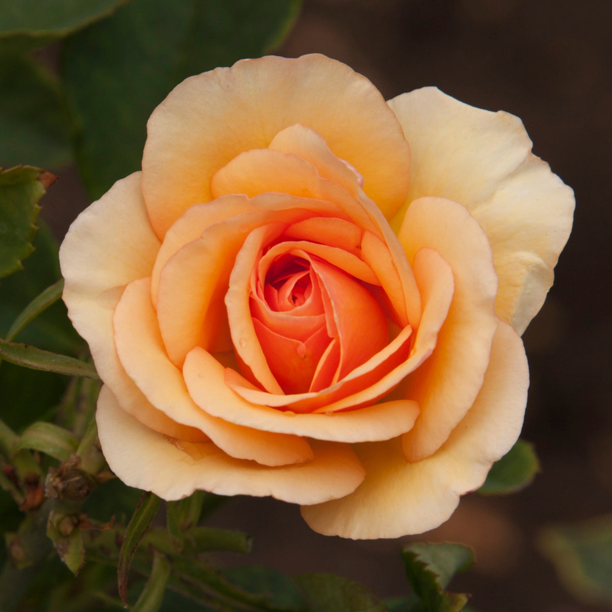 Anne Harkness®