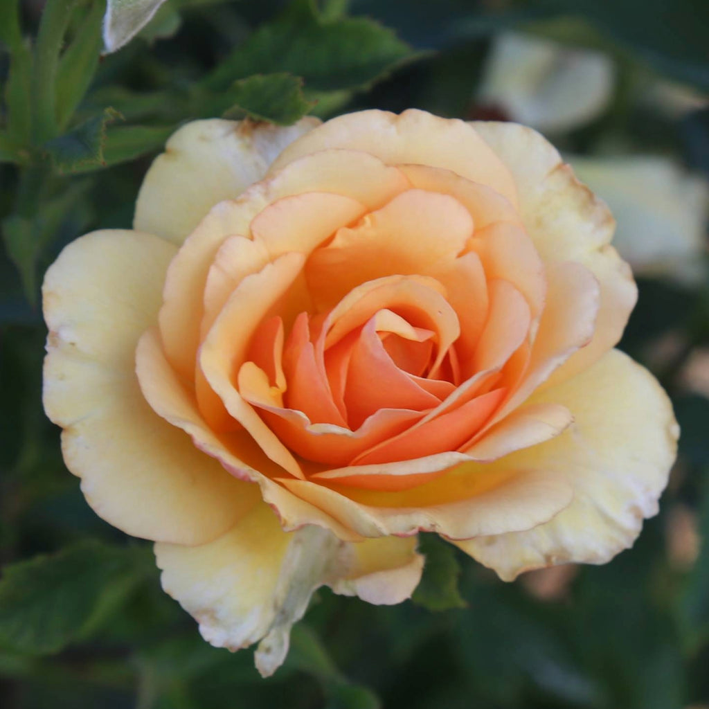 Anne Harkness®