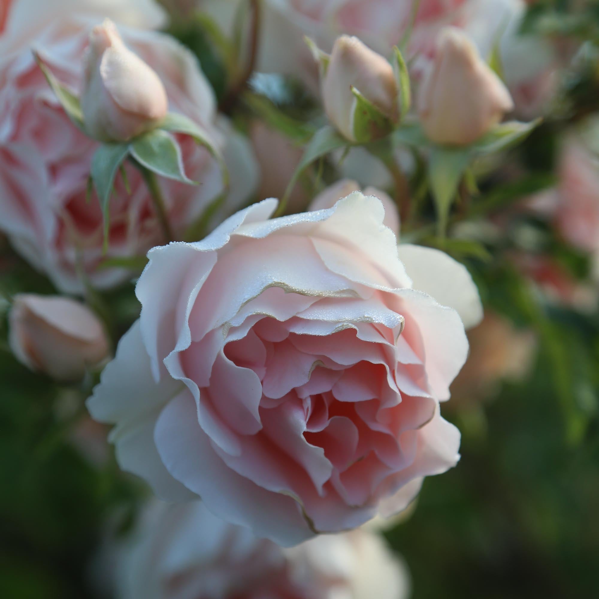 Anne Hathaway Floribunda Rose | Fragrant Rose Bush – Heirloom