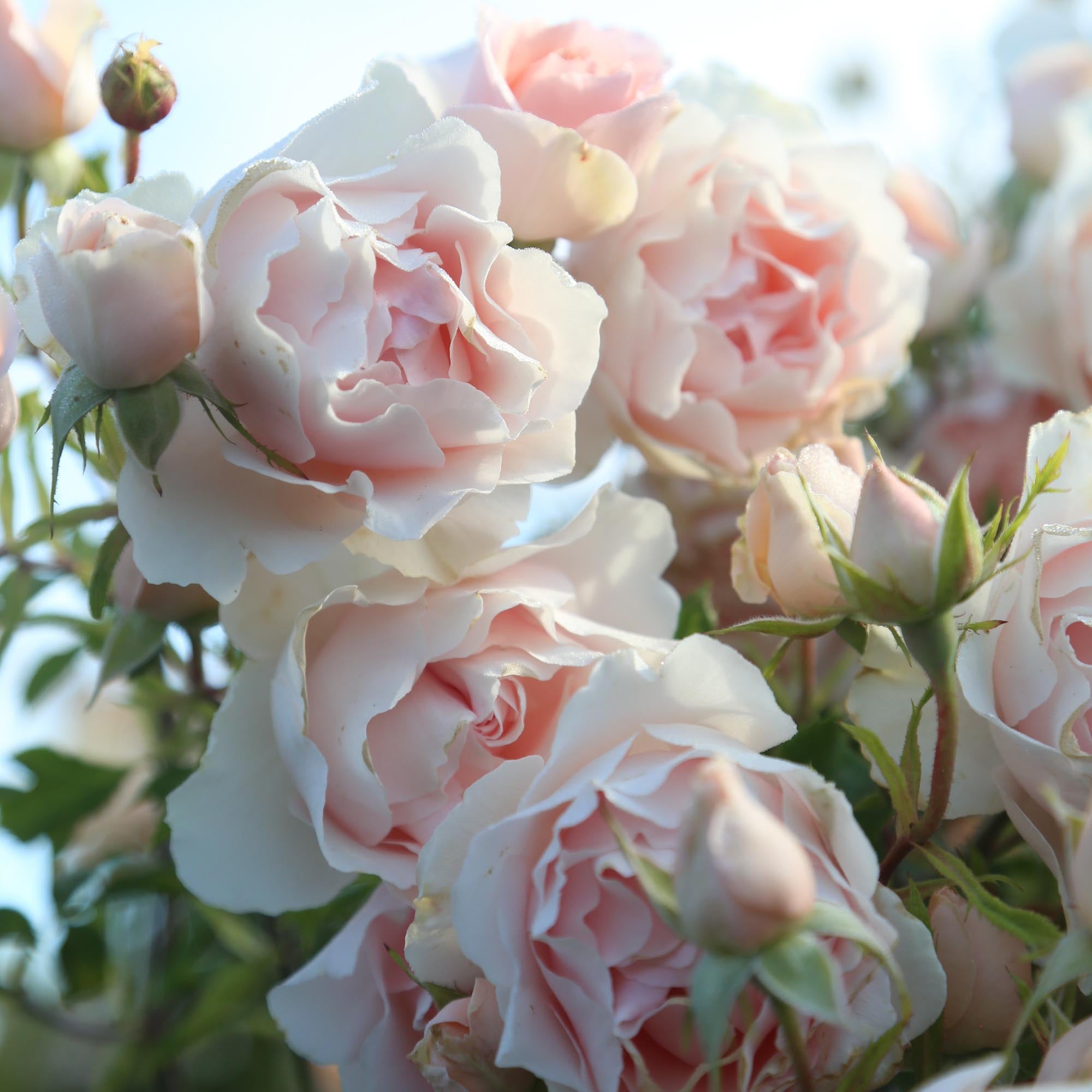 Anne Hathaway Floribunda Rose | Fragrant Rose Bush – Heirloom