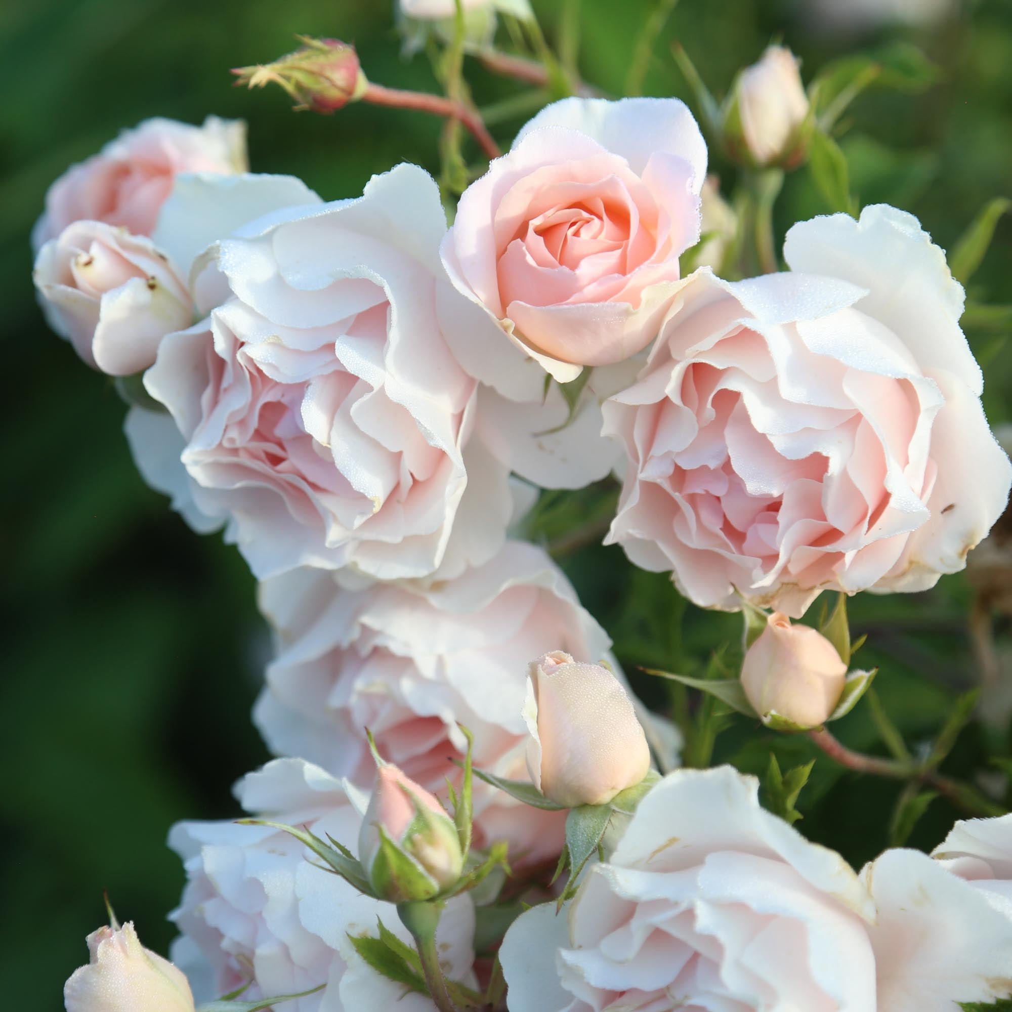Anne Hathaway Floribunda Rose | Fragrant Rose Bush – Heirloom