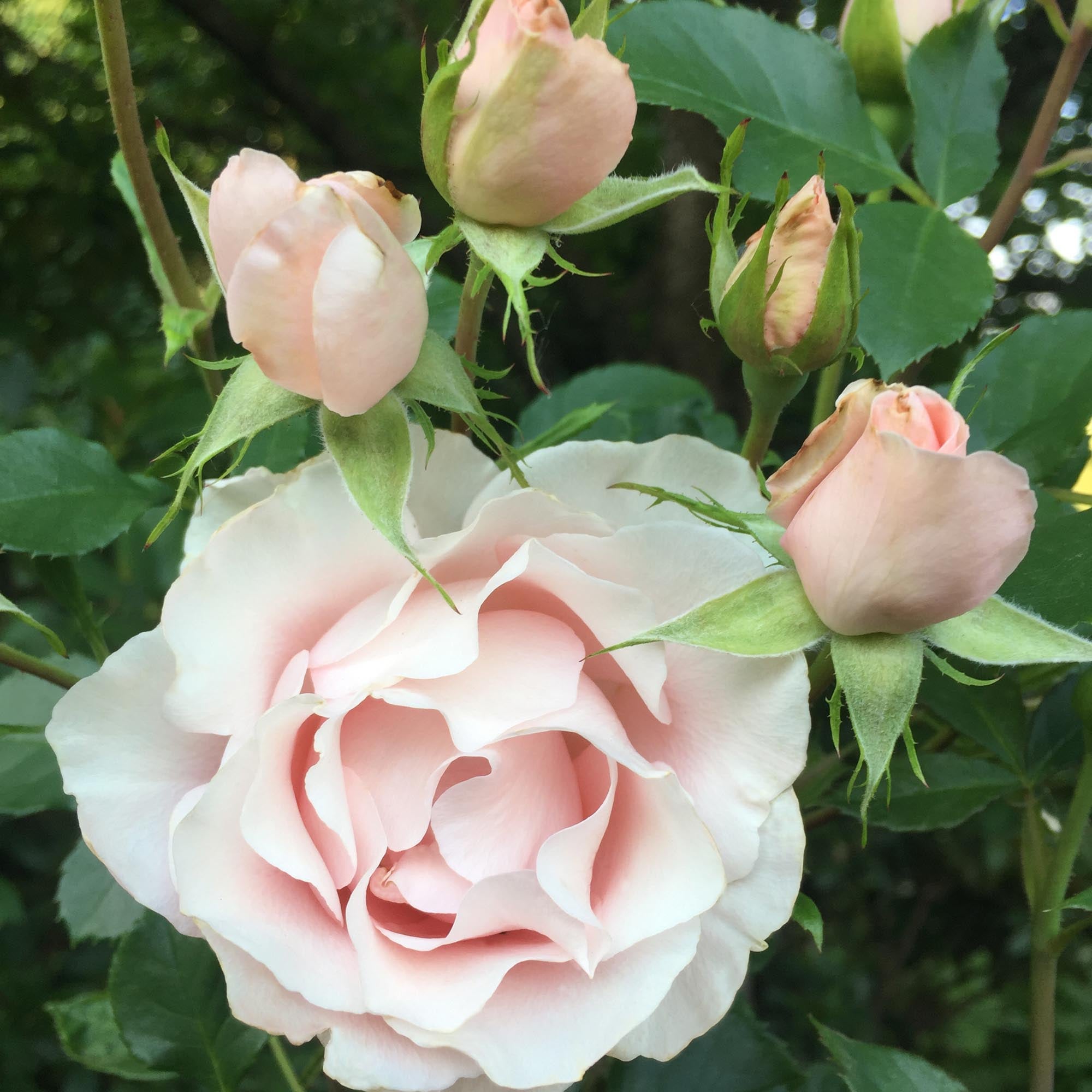 Anne Hathaway Floribunda Rose | Fragrant Rose Bush – Heirloom