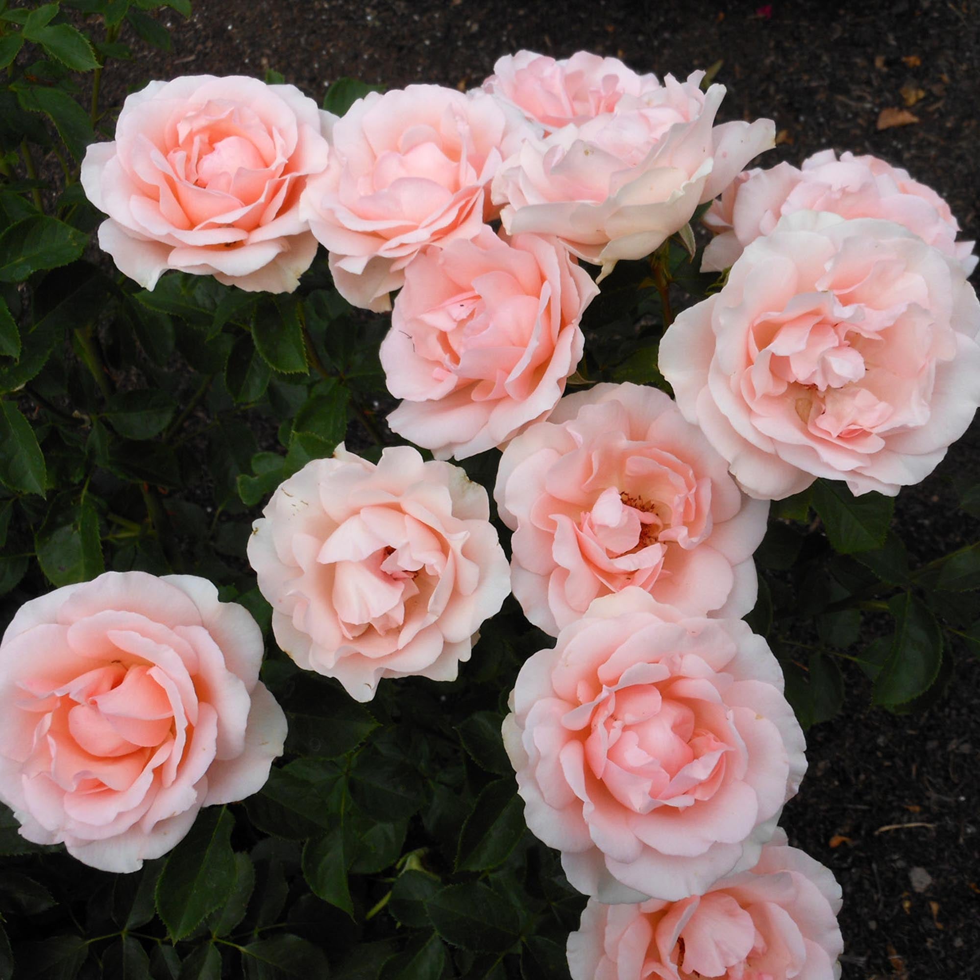 HATHAWAY ROSE 〜〜 Anne Hathaway Floribunda Rose | Fragrant Rose Bush – Heirloom