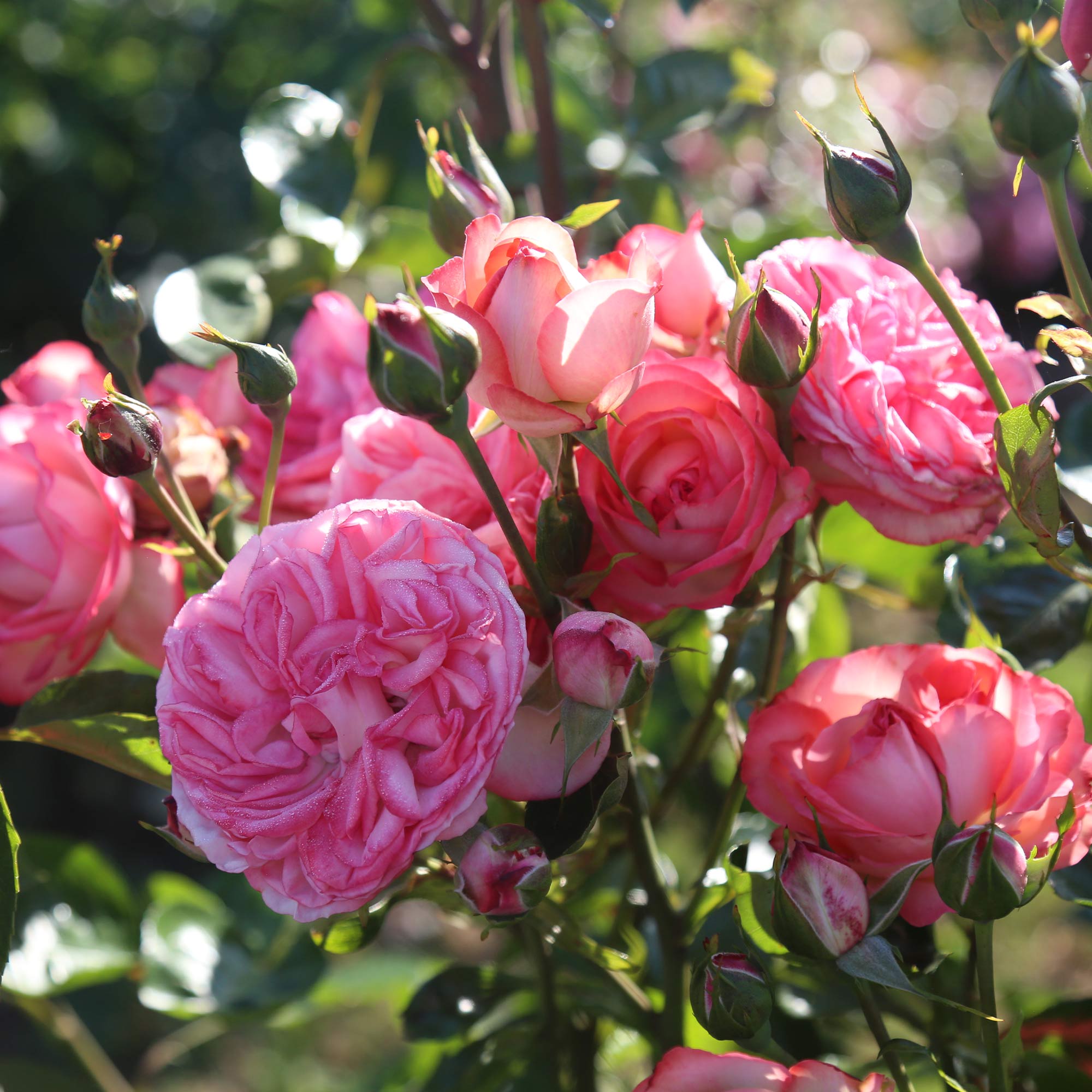 Antique Climbing Rose | Pink Rose Plant – Heirloom