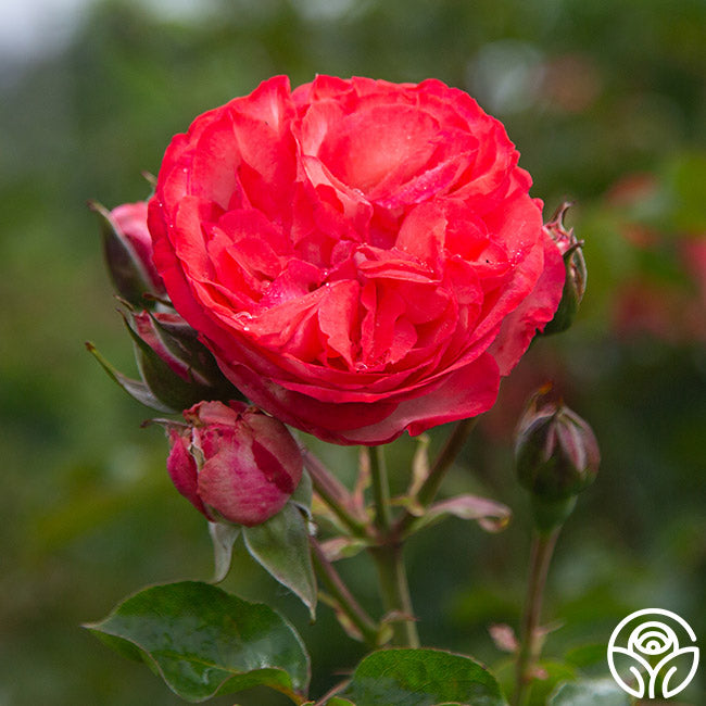 Antique Climbing Rose | Pink Rose Plant – Heirloom