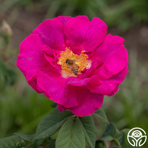 Apothecary's Rose Gallicas Rose
