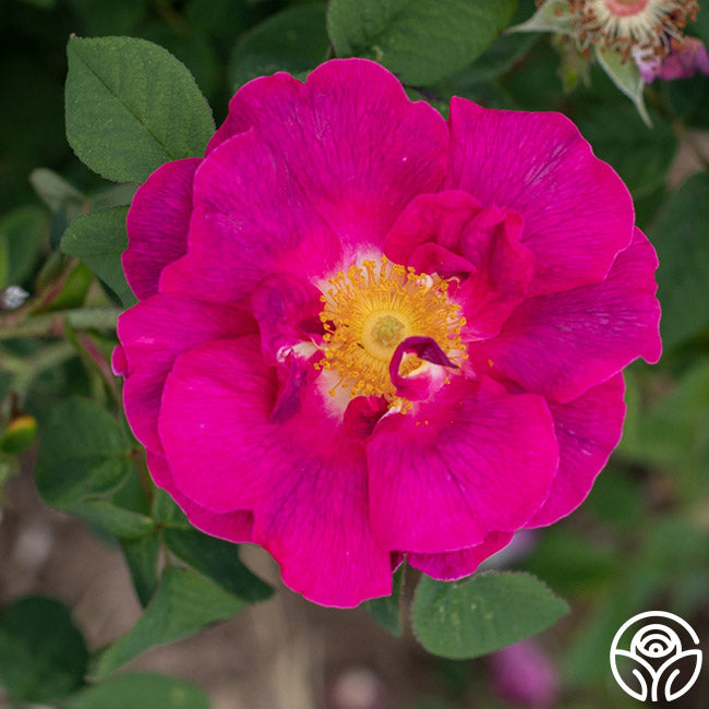 rosa gallica seeds Apothecary's Rose