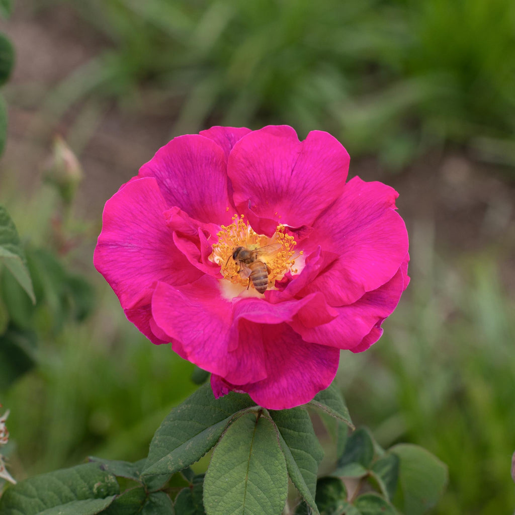 Apothecary's Rose