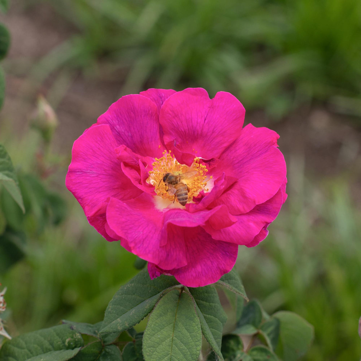 Apothecary's Rose Gallicas Rose | Fragrant Rose Bush – Heirloom