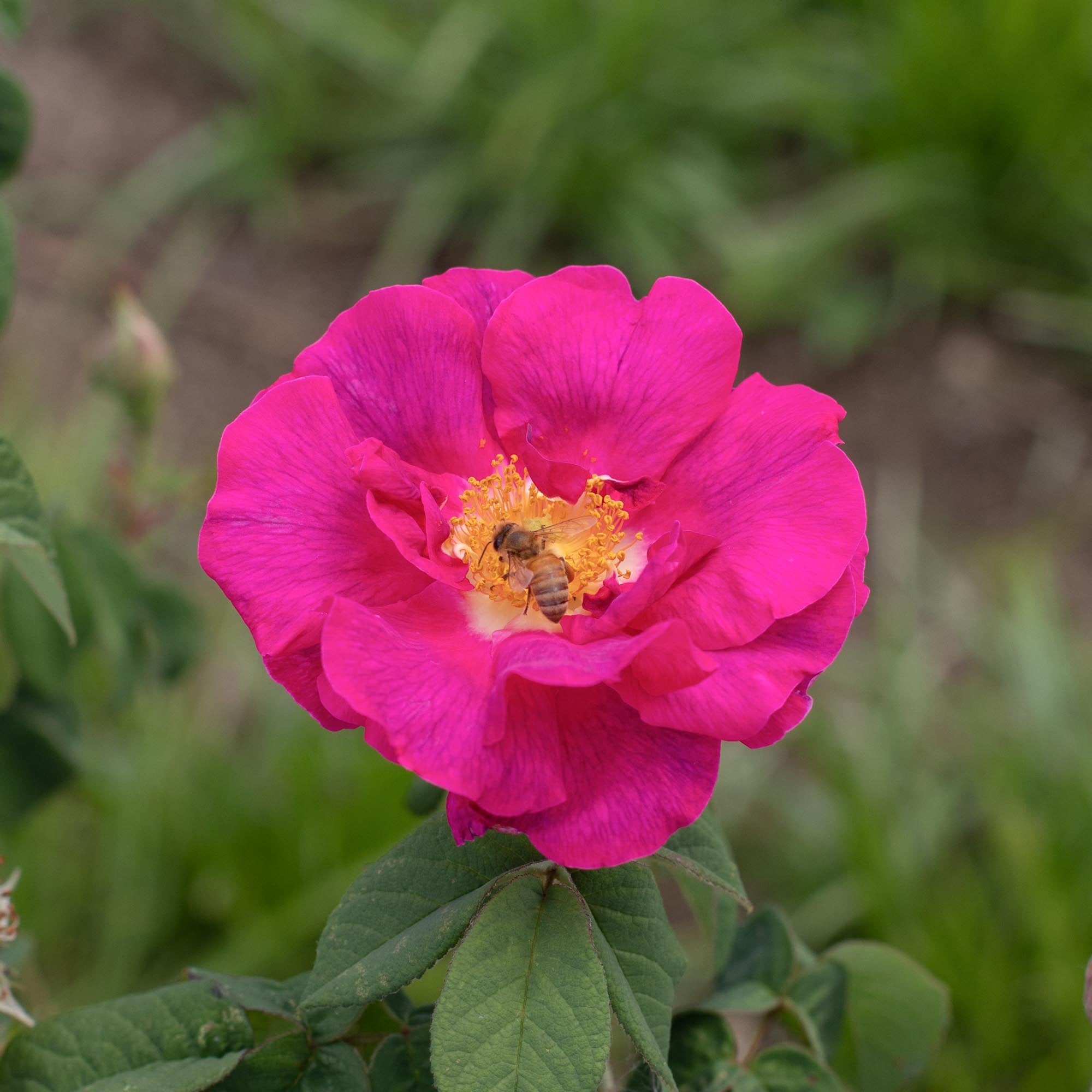 Apothecary's Rose
