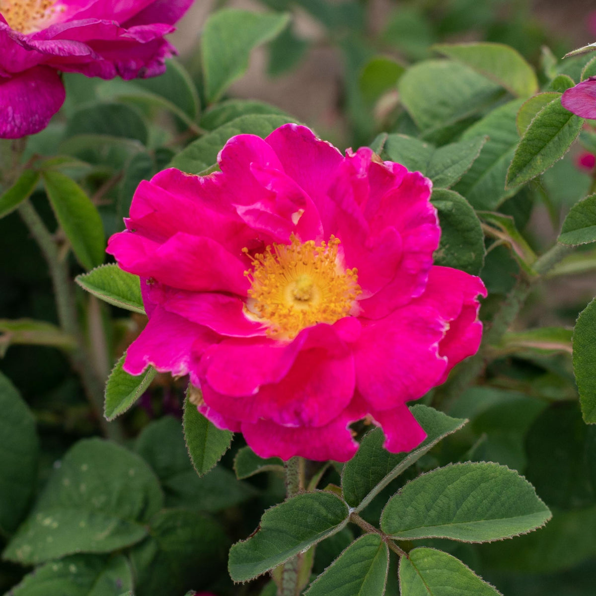 Apothecary's Rose Gallicas Rose | Fragrant Rose Bush – Heirloom