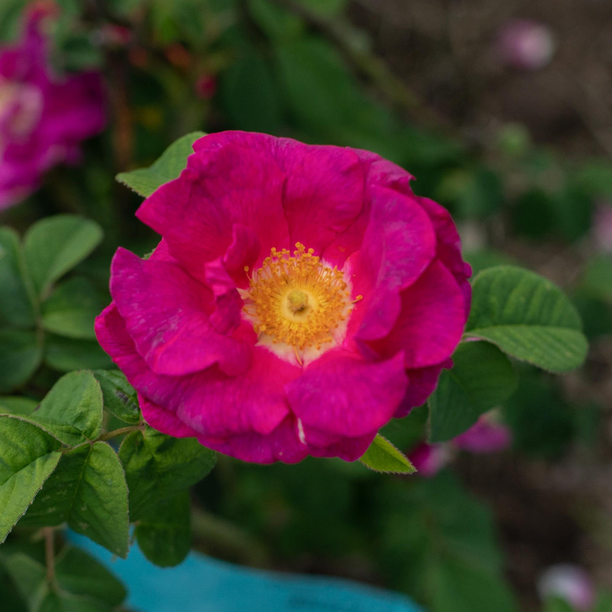 Apothecary's Rose Gallicas Rose | Fragrant Rose Bush – Heirloom