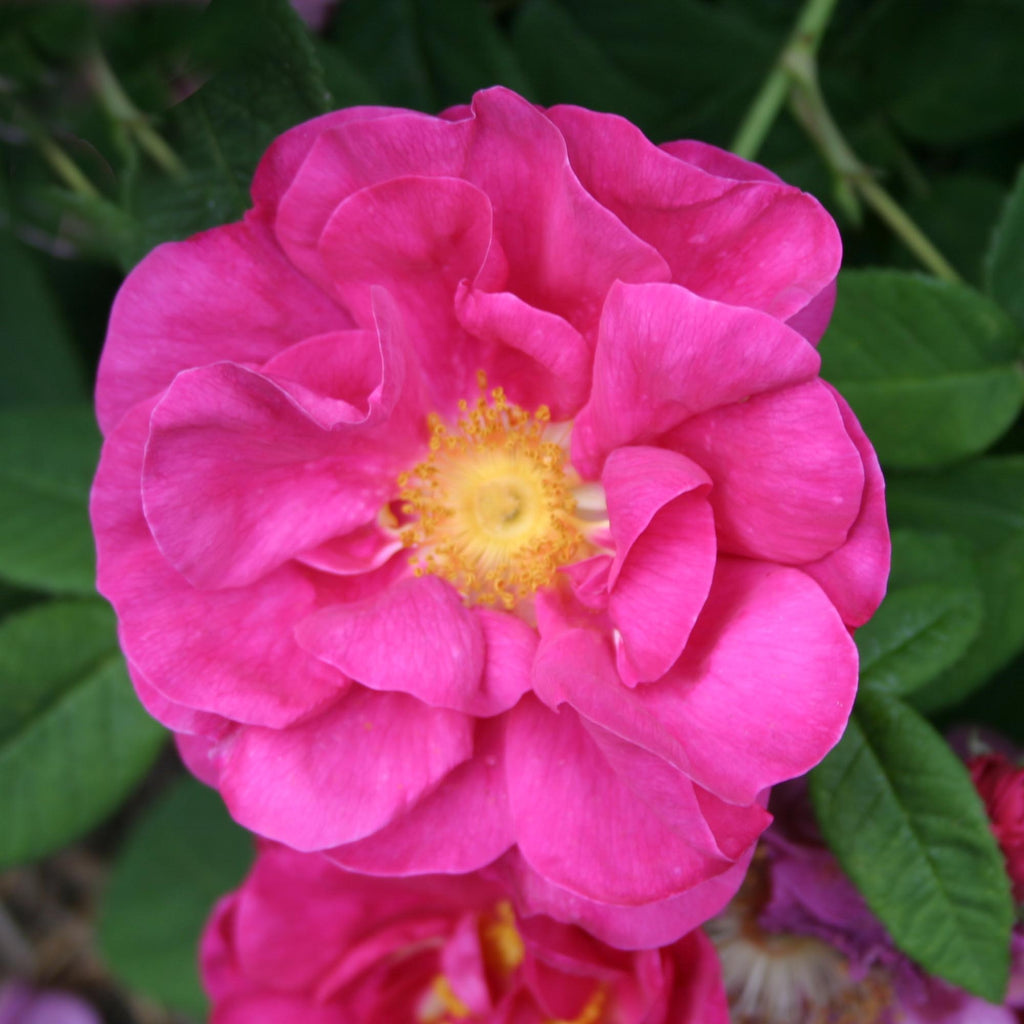 Apothecary's Rose