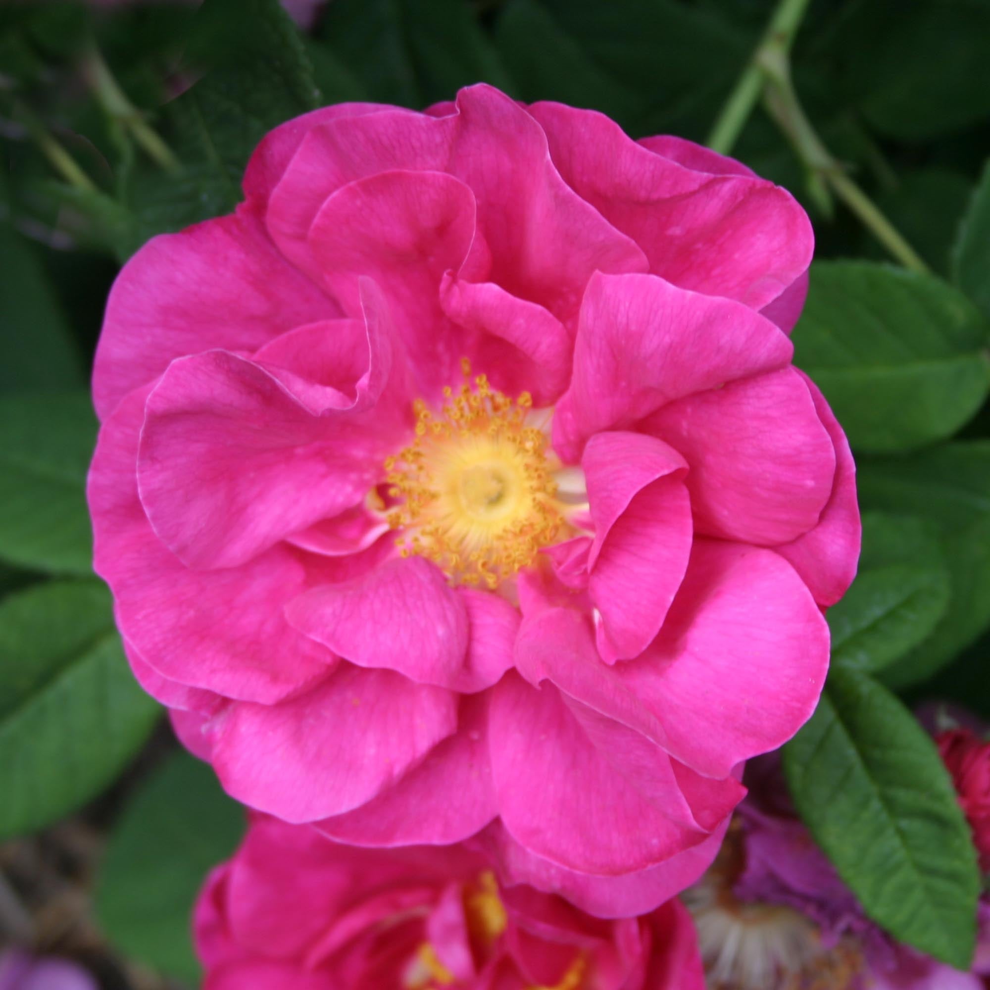 Apothecary's Rose